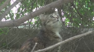 Оренбургские Котики