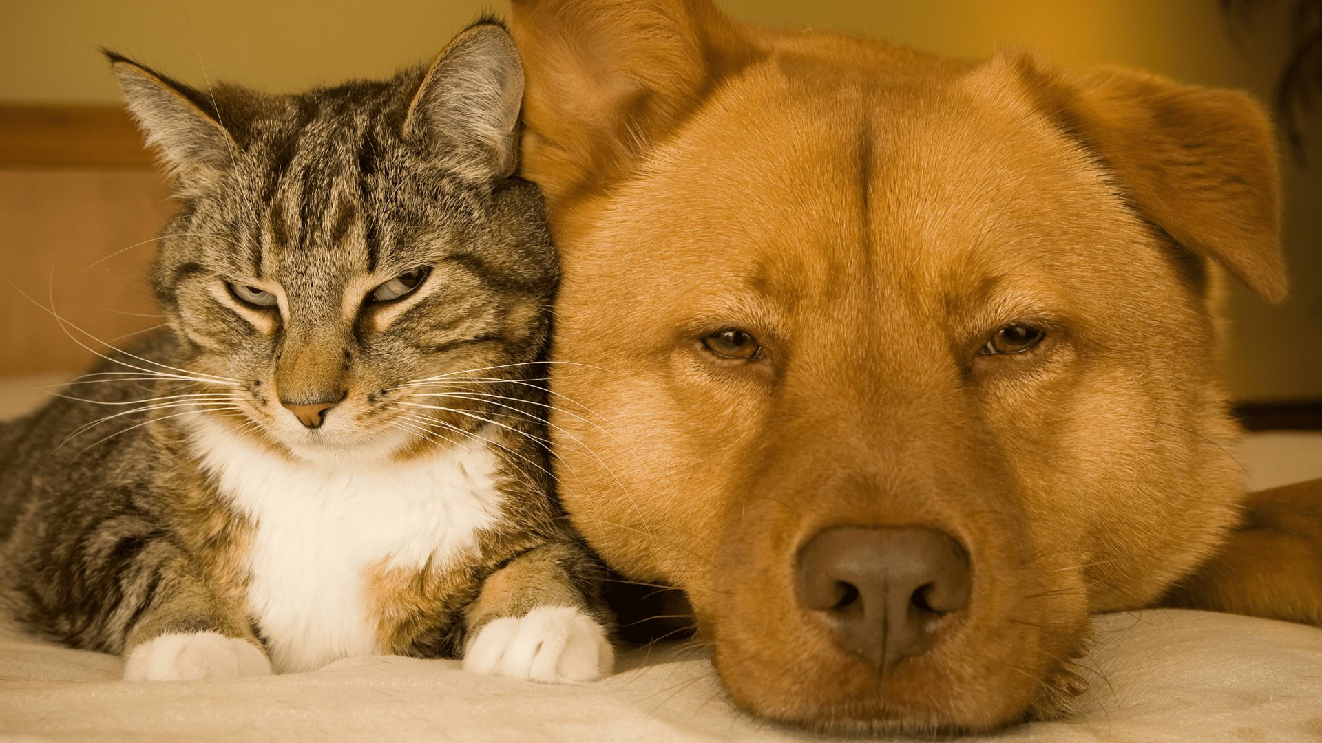 ОТБОРНЫЕ ПРИКОЛЫ С ЖИВОТНЫМИ 2025 года! Смешные видео Лучшие ПРИКОЛЫ КОТЫ И СОБАКИ! смотреть онлайн