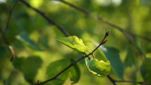 Родные берёзки 🍃