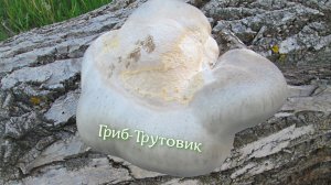 Рыбалка превратилась в охоту! В тихую охоту