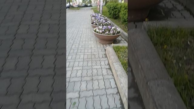 Клумбы на остановке