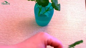 Как размножить пеларгонию (герань) - 7 дач