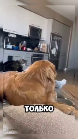 Мимика собак #юмор #мем #животные #собака #милота #кот #смех #shortvideo #shorts #video