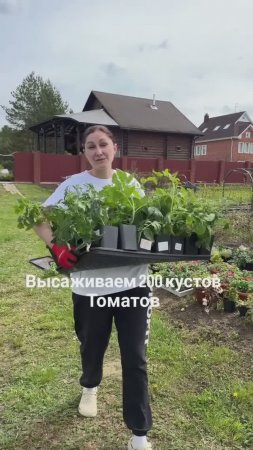 Высаживаем 200 кустов томатов