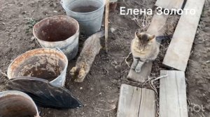 Оставила рассаду на улице и вот результат