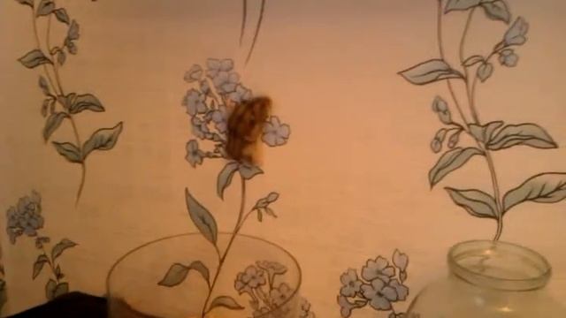 Прикол. Хомяк-экстремал смотреть онлайн