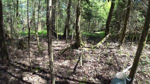 За щавелем в лес 23 мая 2025