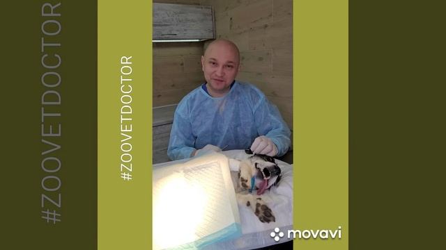 Джек-рассел-терьер инородное тело в желудке, непроходимость, обследование, операция, лечение совет смотреть онлайн