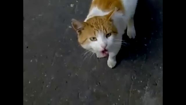Прикольные, забавные кошки. 20 мяу за 10 секунд / Cool and funny Cats. 20 meow in 10 seconds смотреть онлайн
