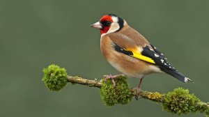 Как поет щегол. Звуки птиц