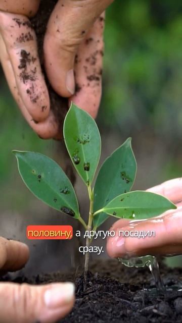 Замачивание семян🌱 #дача #рассада #сад #огород #garden #ла