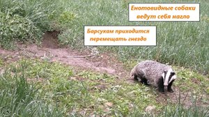 Барсуки перемещают гнездо из-за еноток. Но наглых собак это не остановило. Ч.1. Май 2025