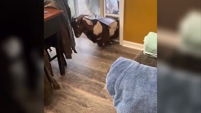 😎 СМЕШНЫЕ Животные! - С ОЗВУЧКОЙ!! ☺️ Подборка смешны смотреть онлайн