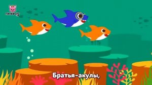 Акулёнок и его большая семья