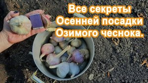 Посадка Чеснока Осенью. Инструкция от А до Я. Делюсь озимой посадкой чеснока в почву.