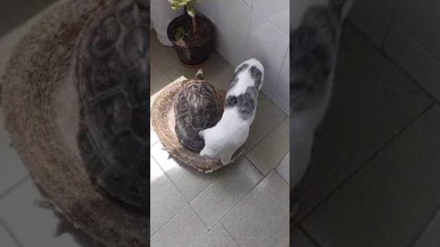 Необычная дружба