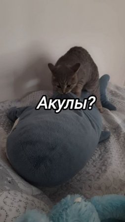Страх перед акулами и мой кот