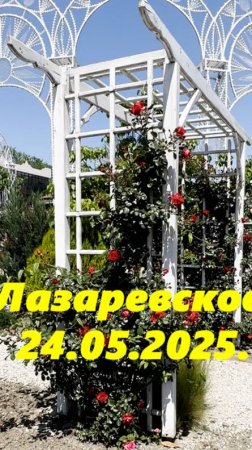 Лазаревское 24.05.2025. В районе "Одуванчика"
