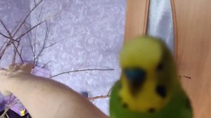 забавные Птичкины красавчики