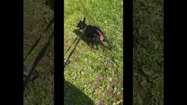 Собачий клип #каришик #собака #зоосалон #животные #санкт #зоогостиница