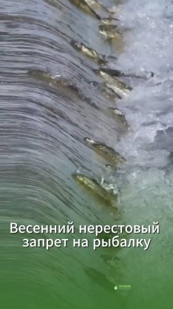 За рыбалку весной штраф до 1 млн.р или 5 лет тюрьмы / обзор Николая Середы (ОхотРыболовКонсалтинг