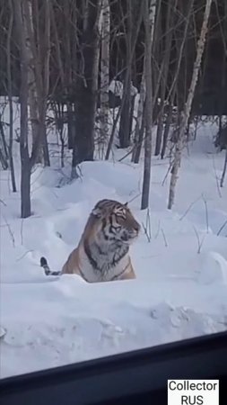 Амурский Тигр в Хабаровском крае