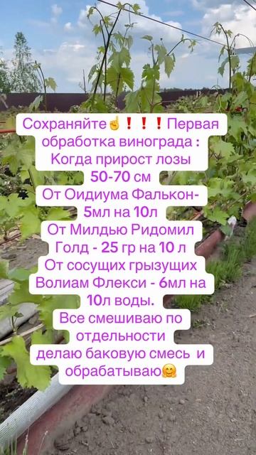 Виноград 🍇 уход, выращивание 🍇