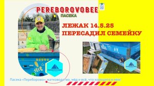 Лежак пересаживаю пчёл пасека Переборово! ПЧЕЛОВОДСТВО! #pereborovobee #пасека # пчеловодство #улей