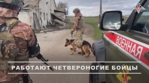 Работа кинологических расчетов военной полиции группировки войск «Днепр»