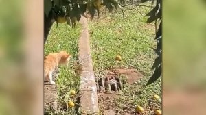 Вы Должны Это Увидеть! Случаи с Животными Снятые на Камеру
