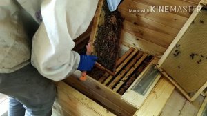 Пчёлы. Работаем в Апидомике, Часть 1 (Bee.)