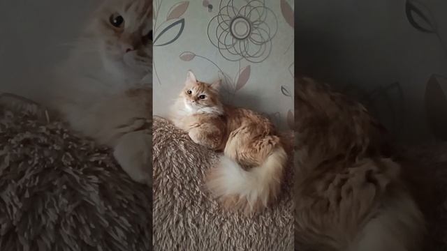Мята расслабила 😽💤