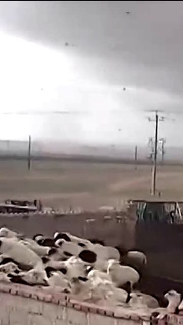 Ураган сбивает с ног животных