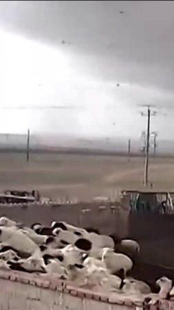 Ураган сбивает с ног животных