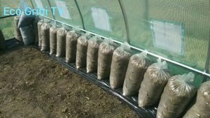 #2" Вешенки в теплице весной - эксперимент" серия ролико