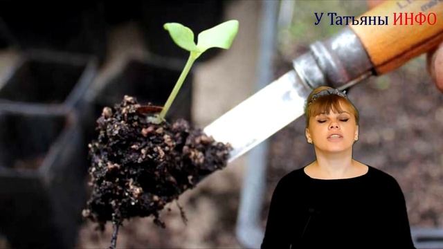 ПЕРЕКИСЬ ВОДОРОДА - ЛУЧШЕЕ УДОБРЕНИЕ для растений и не только!!
