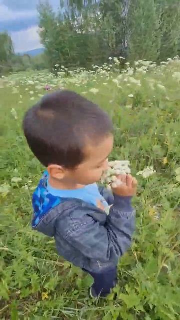 #медовик #цветы #детицветыжизни #сын #иванчай #кипрей #т