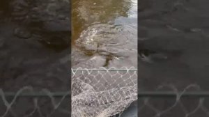 Рыбалка на крупный силикон – трофейная щука в атаке! ?