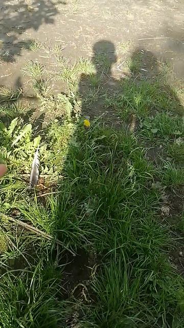 VID_20250524_172628.mp4