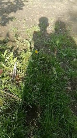 VID_20250524_172628.mp4