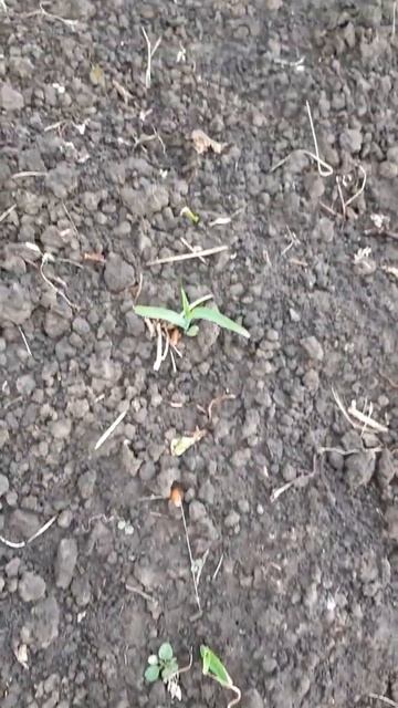 Другое Дело!Кукуруза побита морозом!Но,всё таки есть!П смотреть онлайн