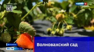 Волновахский сад