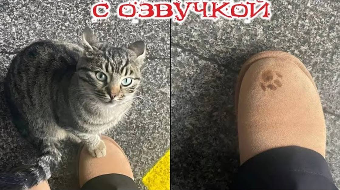 Приколы с котами! - С ОЗВУЧКОЙ! Смешные коты и собаки! Самые смешные животные! УГАР!