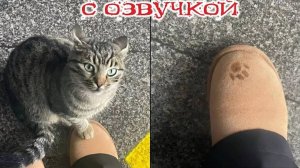 Приколы с котами! - С ОЗВУЧКОЙ! Смешные коты и собаки! Самые смешные животные! УГАР!