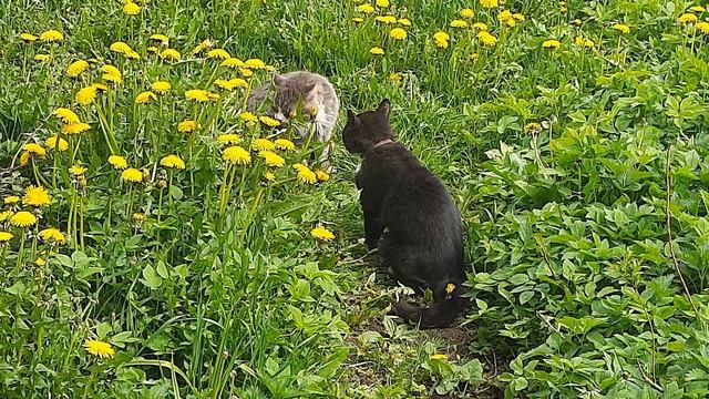 Мяуканье котят