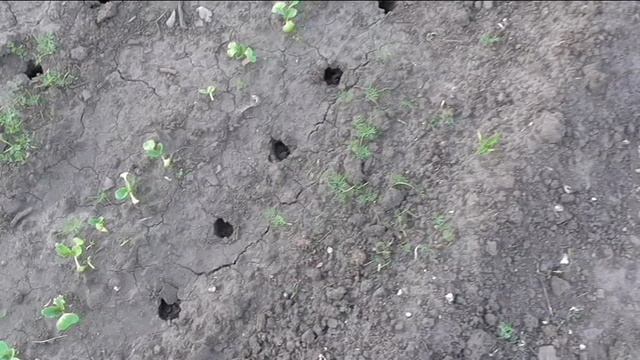 Сею кукурузу