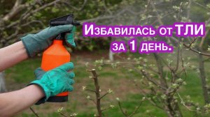 ТЛЯ обязательно исчезнет, 100% рабочий способ