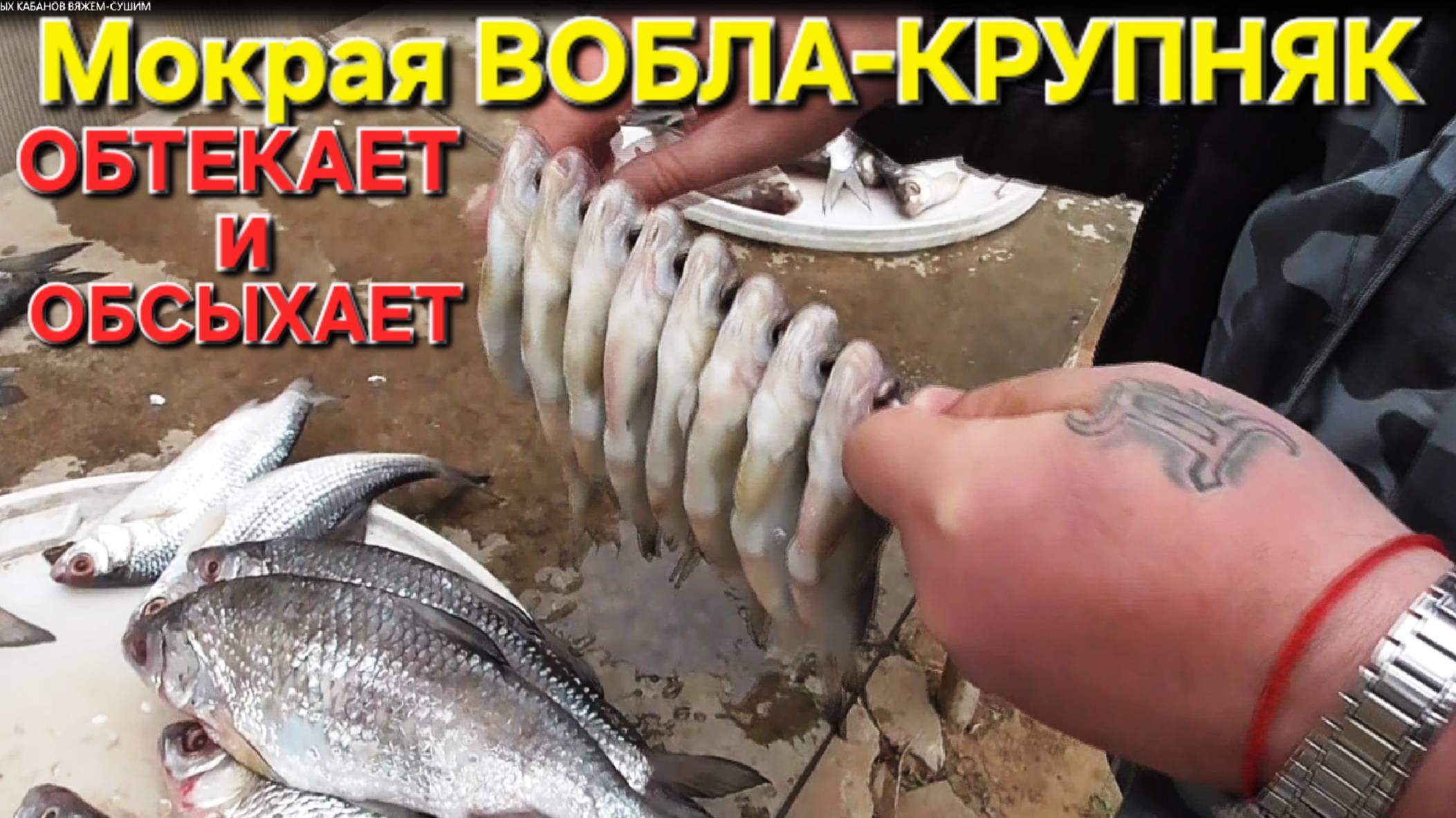 🔥Самую крупную МОКРУЮ ВОБЛУ🔥вешаем на обтекание и обсушку на Волге!! Астрахань-2025 !!!