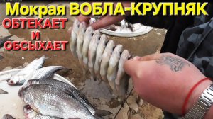 🔥Самую крупную МОКРУЮ ВОБЛУ🔥вешаем на обтекание и обсушку на Волге!! Астрахань-2025 !!!
