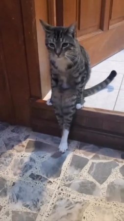 Присяду на дорожку кот